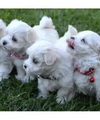 cuccioli maltese carino in vendita