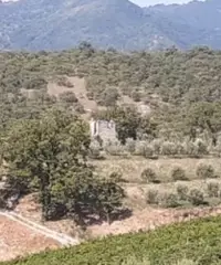 Terreno agricolo