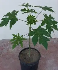 Piante papaya - 2