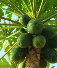 Piante papaya - 4