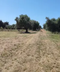 Terreno agricolo con acqua