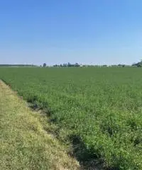 Terreno  Agricolo di 8 ha con pozzo e stalla a Sissa Trecasali - 8