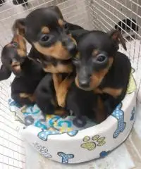 Pinscher nani