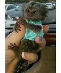 Scimmie marmoset adorabile per l'adozione.