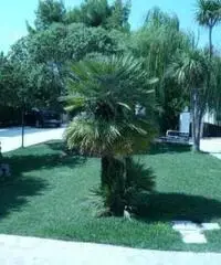 Appartamento vacanze estate in puglia - 3