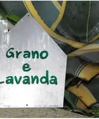 Grano  Lavanda - La tua casa vacanze a Matera - 2