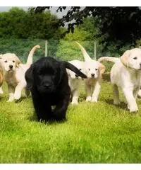 Cuccioli Labrador dolci