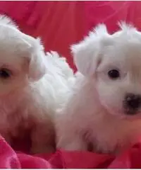 REAGLO Cuccioli di Maltese taglia piccola