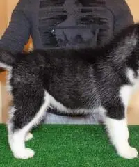 cuccioli Siberian Husky uno Maschio e Femmina