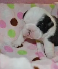 Magnifici cuccioli Bulldog inglese di reinserimento