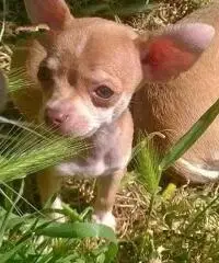 Chihuahua