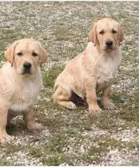 Labrador Retriever Cuccioli con pedigree