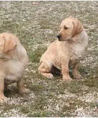 Labrador Retriever Cuccioli con pedigree - 3