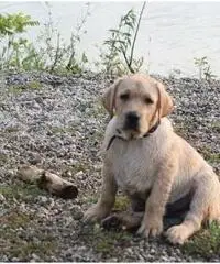 Labrador Retriever Cuccioli con pedigree - 6