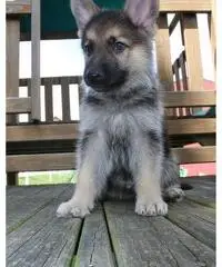 german shepard - 2