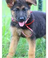 german shepard - 3