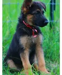 german shepard - 4