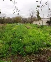 Vendita Agricolo in Strada Provinciale San Vito - Scisciano - 2