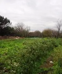 Vendita Agricolo in Strada Provinciale San Vito - Scisciano - 3