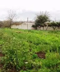 Vendita Agricolo in Strada Provinciale San Vito - Scisciano - 5