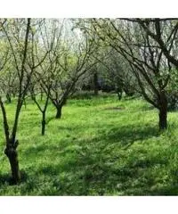 Vendita Agricolo in Via Circonvallazione - 10