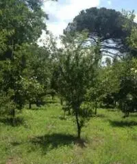 Vendita Agricolo in via Malatesta - 6