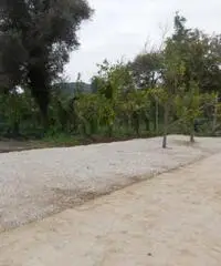 Vendita Agricolo in Via Mortella - 3