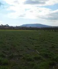 Vendita Agricolo in Via Cesapepere