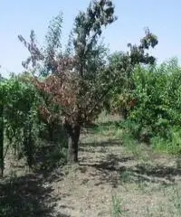 RifITI 013-AA21356 - Terreno Agricolo in Vendita a Giugliano in Campania - Casacelle di 1100 mq - 3