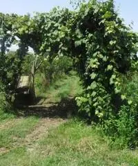 RifITI 013-AA21356 - Terreno Agricolo in Vendita a Giugliano in Campania - Casacelle di 1100 mq - 8