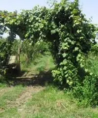 RifITI 013-AA21356 - Terreno Agricolo in Vendita a Giugliano in Campania - Casacelle di 1100 mq - 9