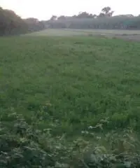 Lido Di Licola: Vendita Agricolo in Via Santa Maria Goretti - 7