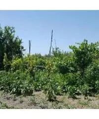 Vendita Agricolo in Via Sibilla, 00