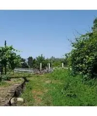 Vendita Agricolo in Via Sibilla, 00 - 2