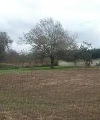 RifITI 019-21566 - Terreno Agricolo in Vendita a Marano di Napoli di 1200 mq - 9