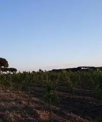 Terreno Agricolo in Vendita a Giugliano in Campania di 1 mq