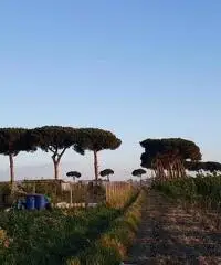 Terreno Agricolo in Vendita a Giugliano in Campania di 1 mq - 2