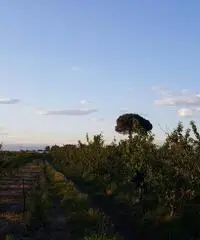 Terreno Agricolo in Vendita a Giugliano in Campania di 1 mq - 3