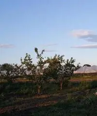 Terreno Agricolo in Vendita a Giugliano in Campania di 1 mq - 4