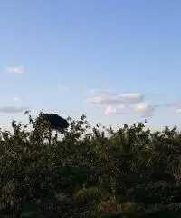 Terreno Agricolo in Vendita a Giugliano in Campania di 1 mq - 6