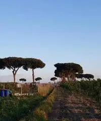 Terreno Agricolo in Vendita a Giugliano in Campania di 1 mq - 9