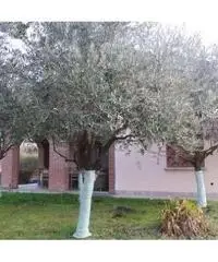 119a - Villa singola Montano Lucino - 2