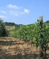 Terreno agricolo in vendita a Suvereto 10000 mq - 2