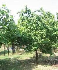 Terreno agricolo in vendita a Suvereto 10000 mq - 5