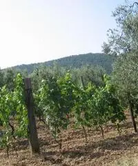 Terreno agricolo in vendita a Suvereto 10000 mq - 6