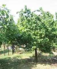 Terreno agricolo in vendita a Suvereto 10000 mq - 7