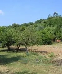 Terreno agricolo in vendita a Suvereto 10000 mq - 9