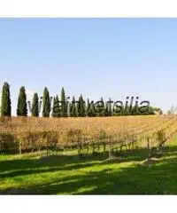 Azienda agricola in vendita a Montepulciano 70000 mq - 5