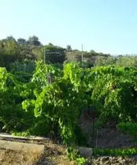 Acireale Vendita Terreno