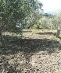 Messina: Terreno Agricolo - 5